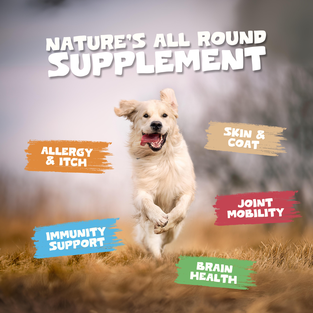Natural Scottish Salmon Oil 2500ml | For Dogs & Cats