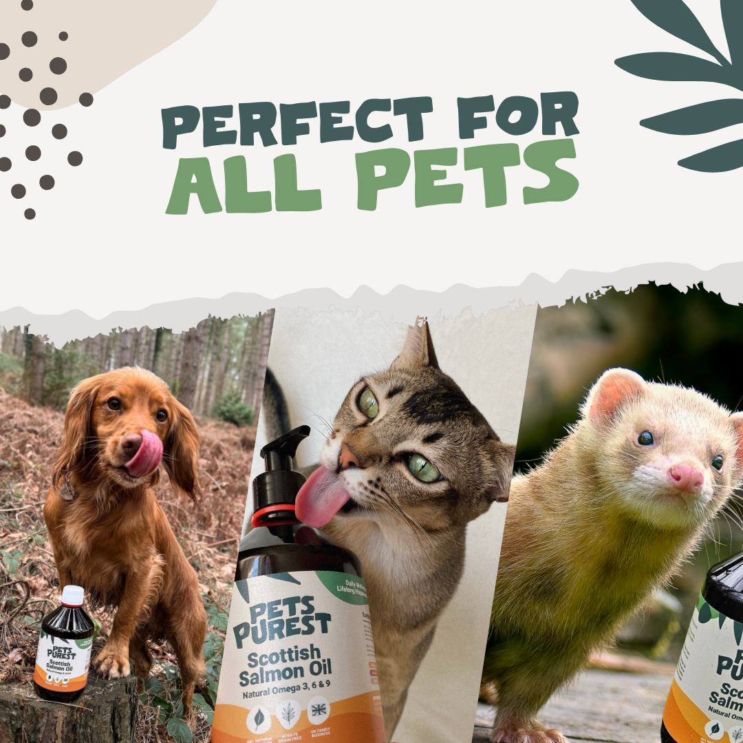 Natural Scottish Salmon Oil 2500ml | For Dogs & Cats