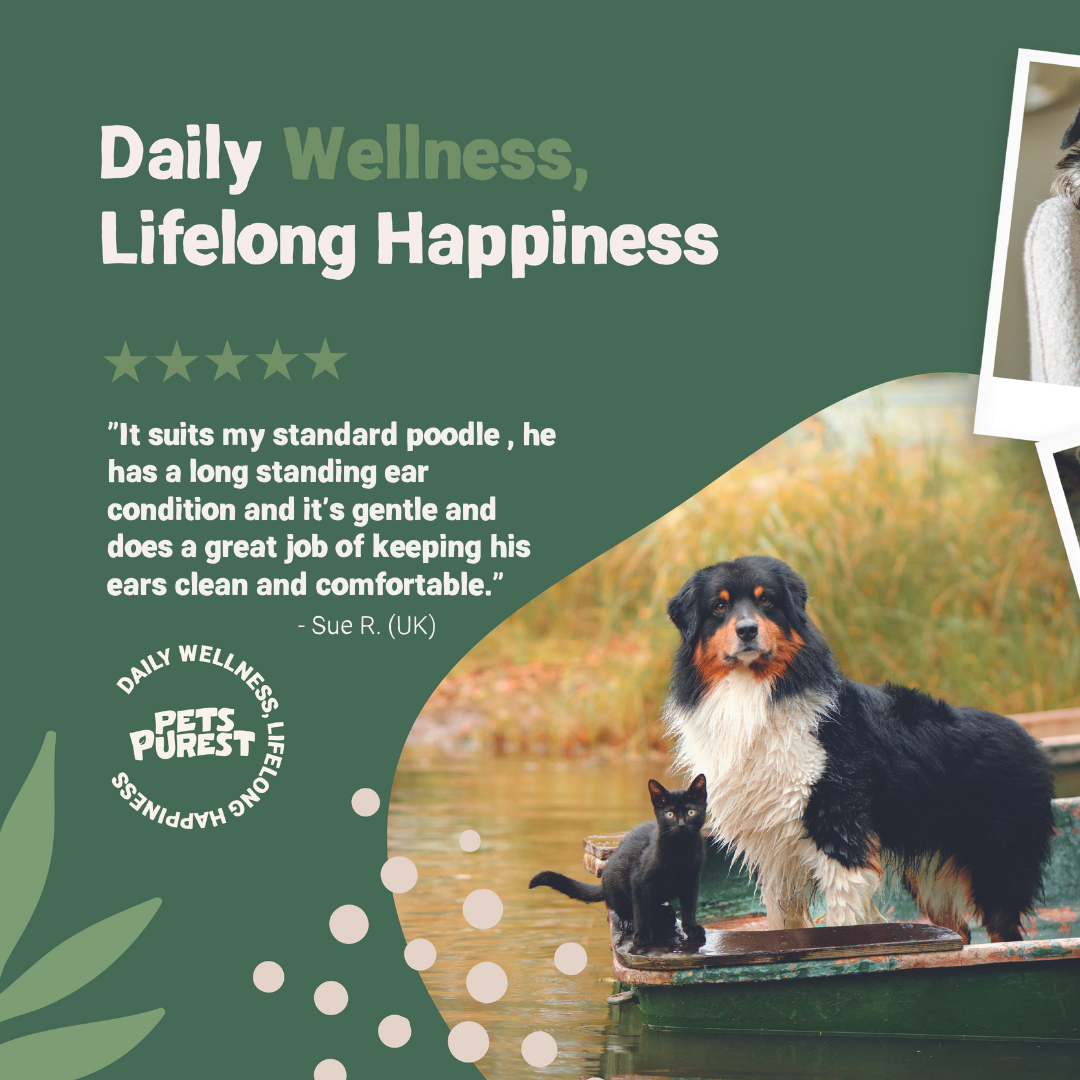 Poodle 2024 ear cleaning