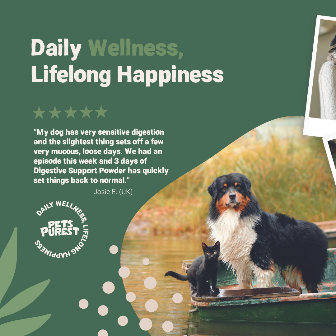 Digestive Support Powder for Dogs and Cats | 100g