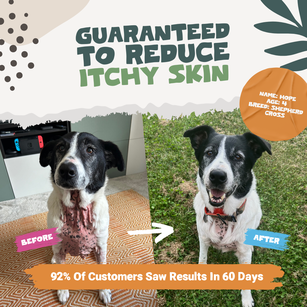 Natural Scottish Salmon Oil Fish Oil for Dogs Pets Purest