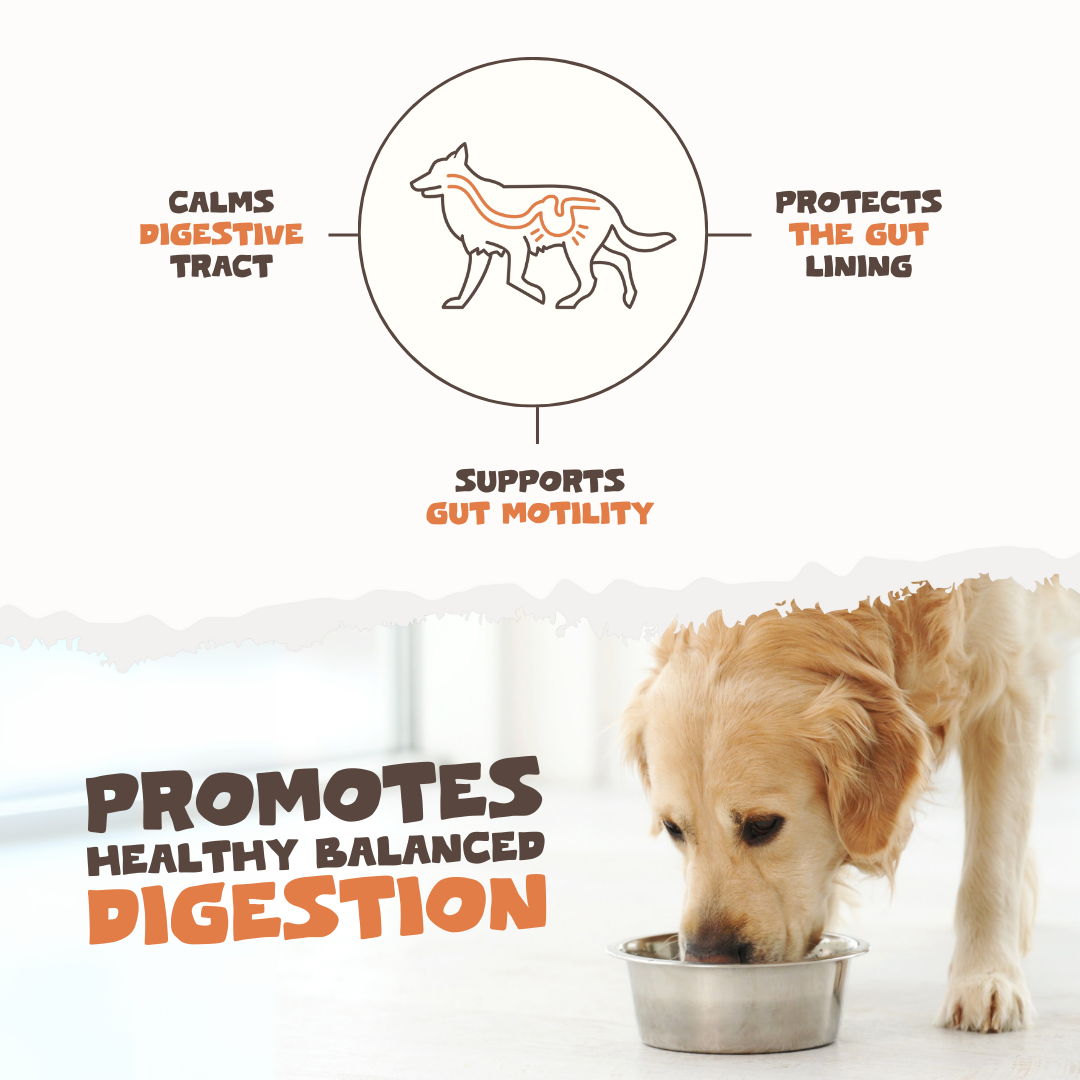 Natural Turmeric Curcumin for Dogs & Cats | 60 Capsules