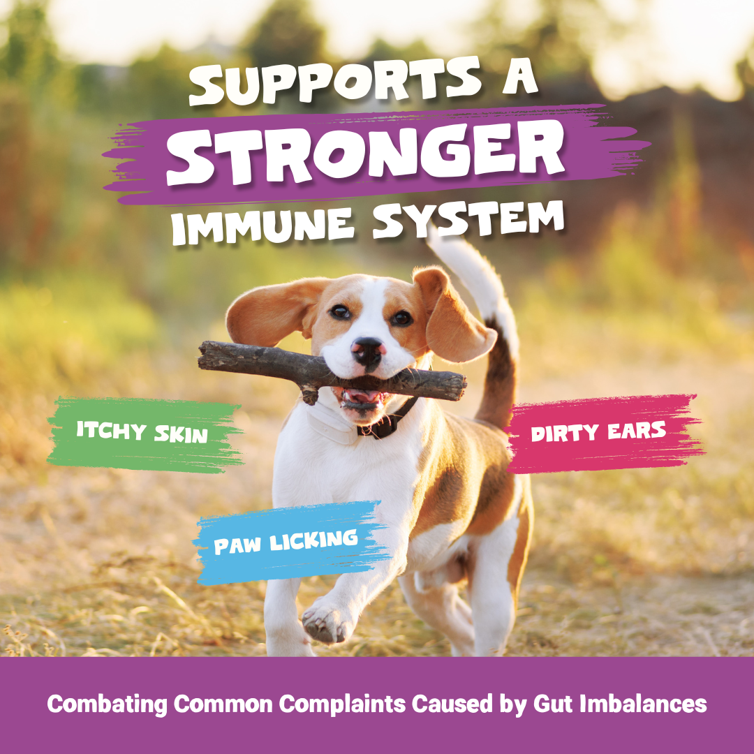 Pre, Pro & Post-Biotic Digestive Treats | 200g