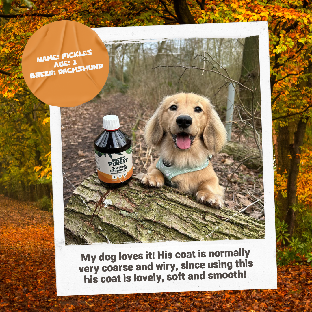 Natural Scottish Salmon Oil 2500ml | For Dogs & Cats