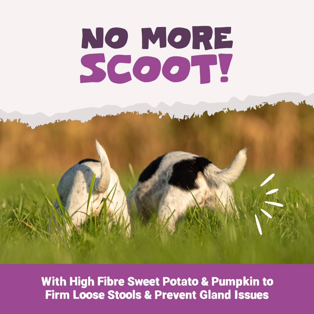 Pre, Pro & Post-Biotic Digestive Treats | 200g