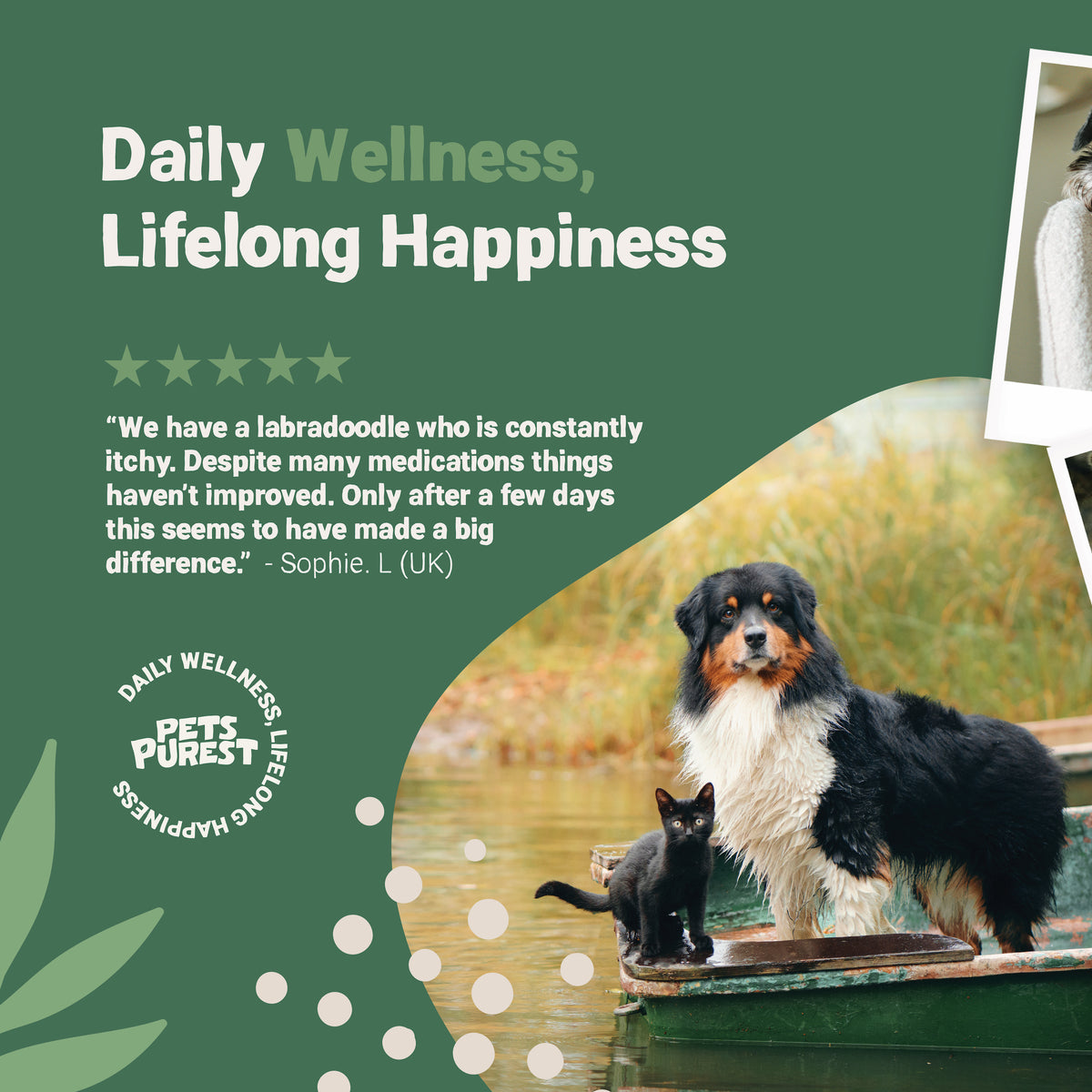 All Itch Drops 50ml for Dogs and Cats