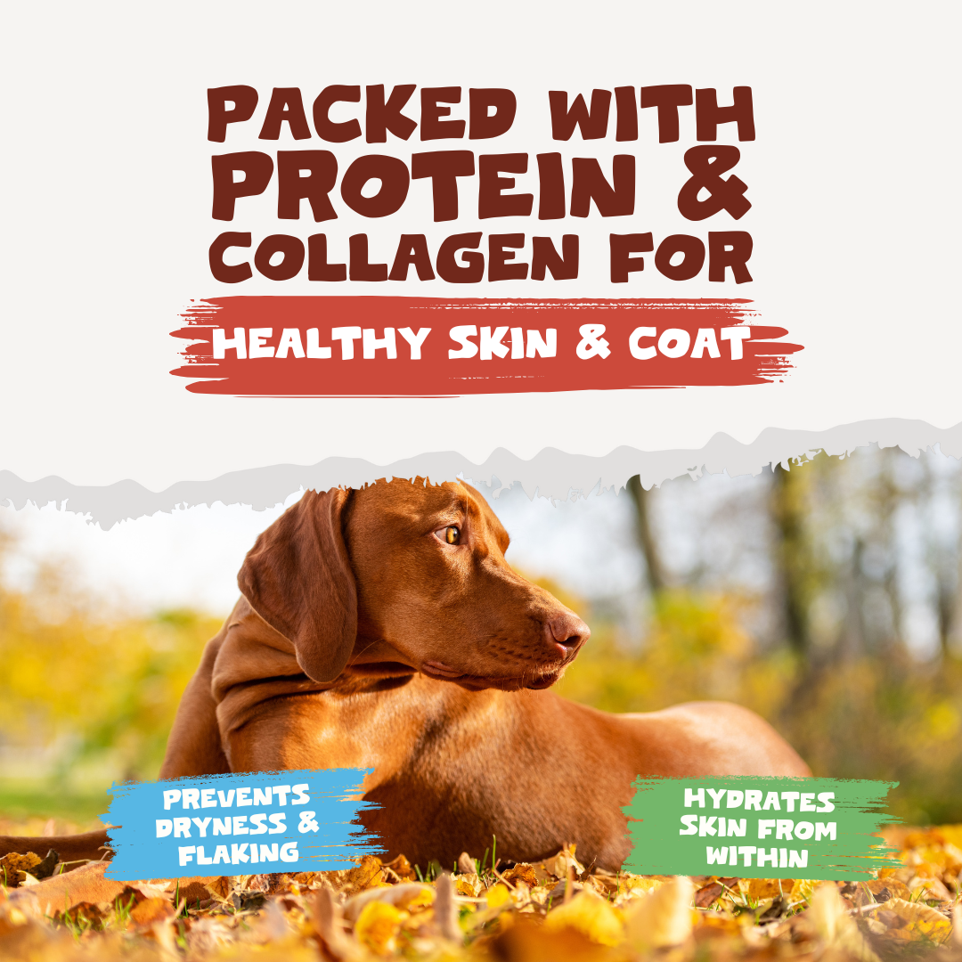 Beef Bone Broth Powder for Dogs and Cats
