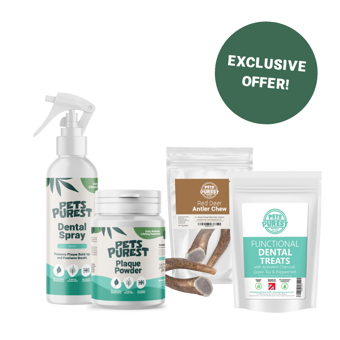 Dental Bundle (Premium)