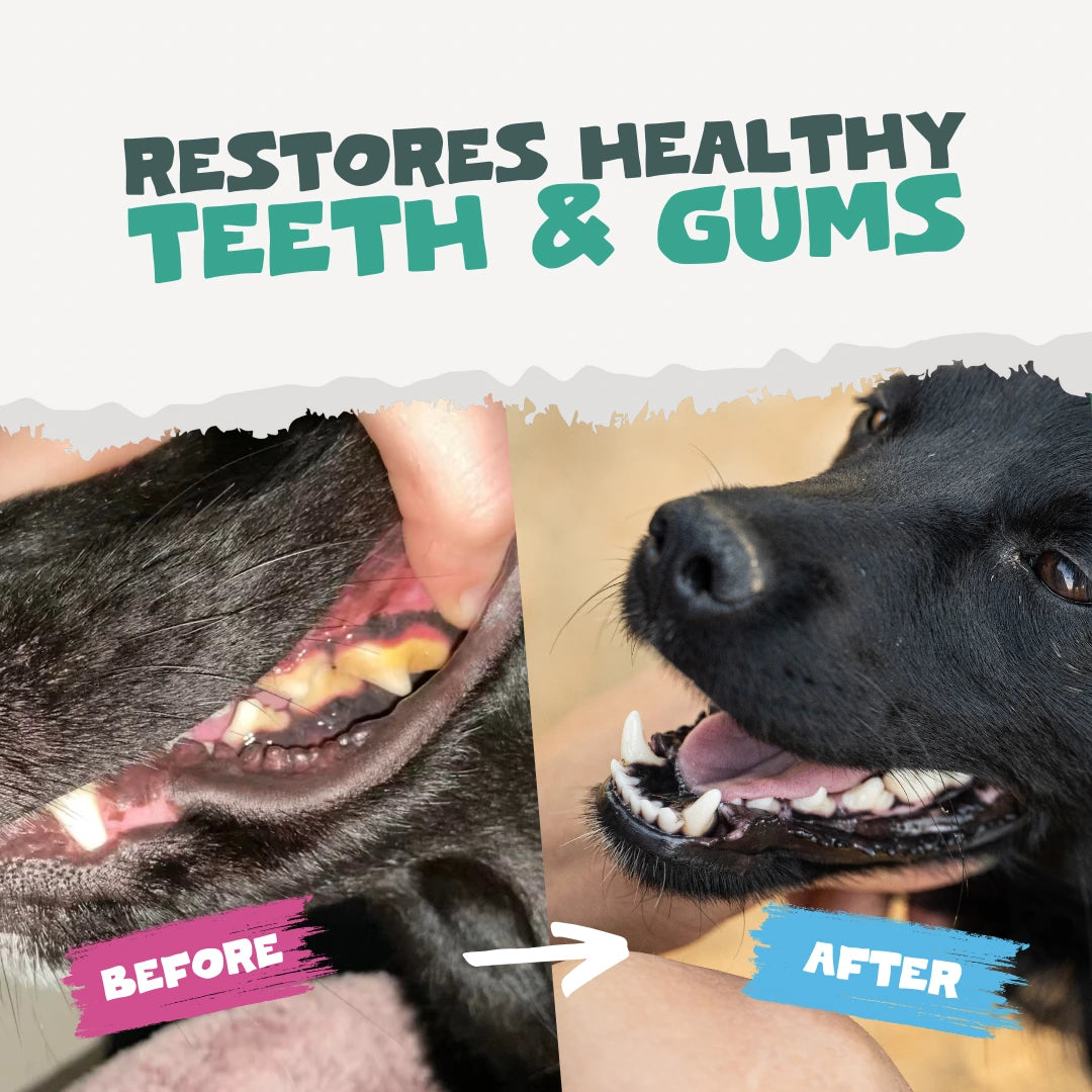 Natural Plaque Removal Powder for Dogs & Cats | 185g