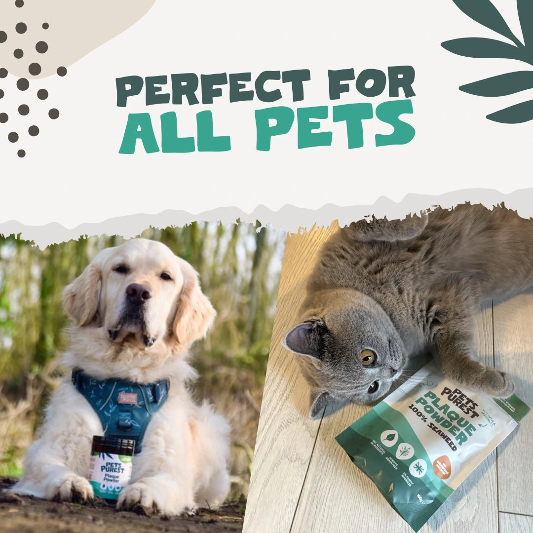 Natural Plaque Removal Powder for Dogs & Cats | 185g