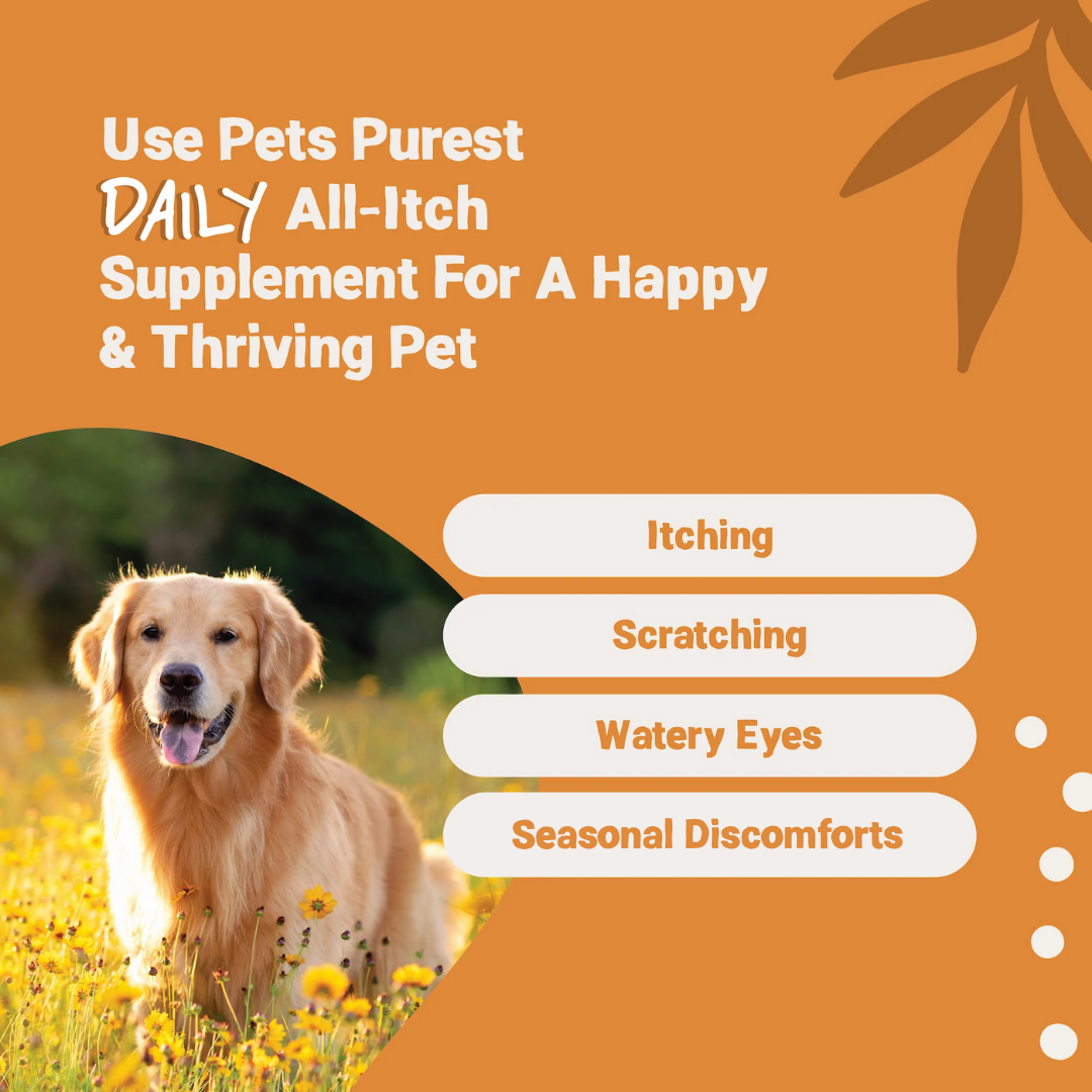 Daily All Itch Salmon Oil for Dogs and Cats | 300ml