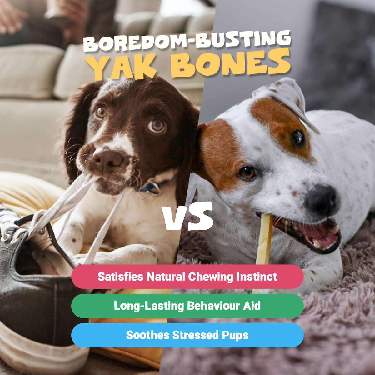 Medium Himalayan Yak Cheese Bones | 3 Pack