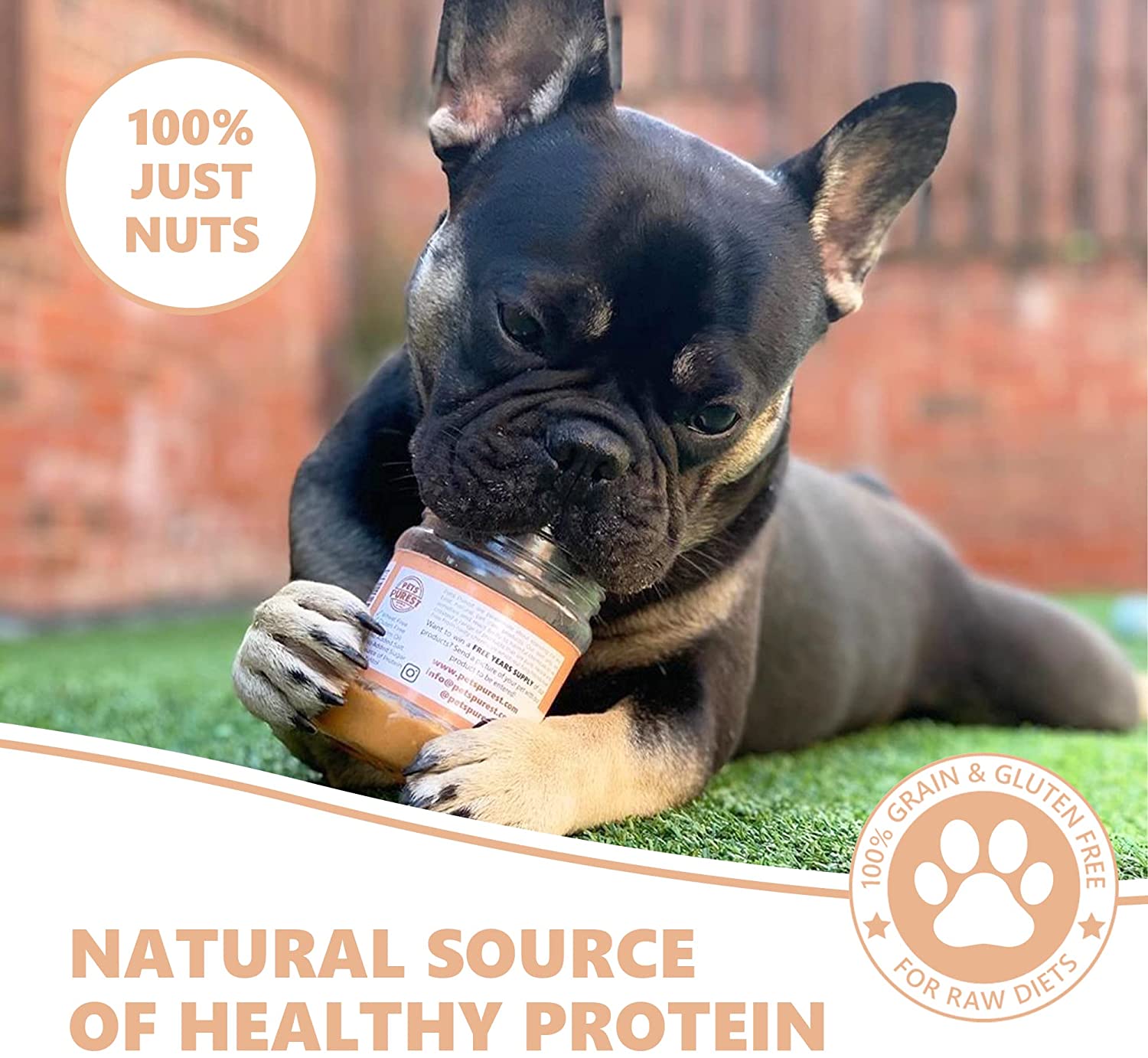 French bulldog peanut butter 2025