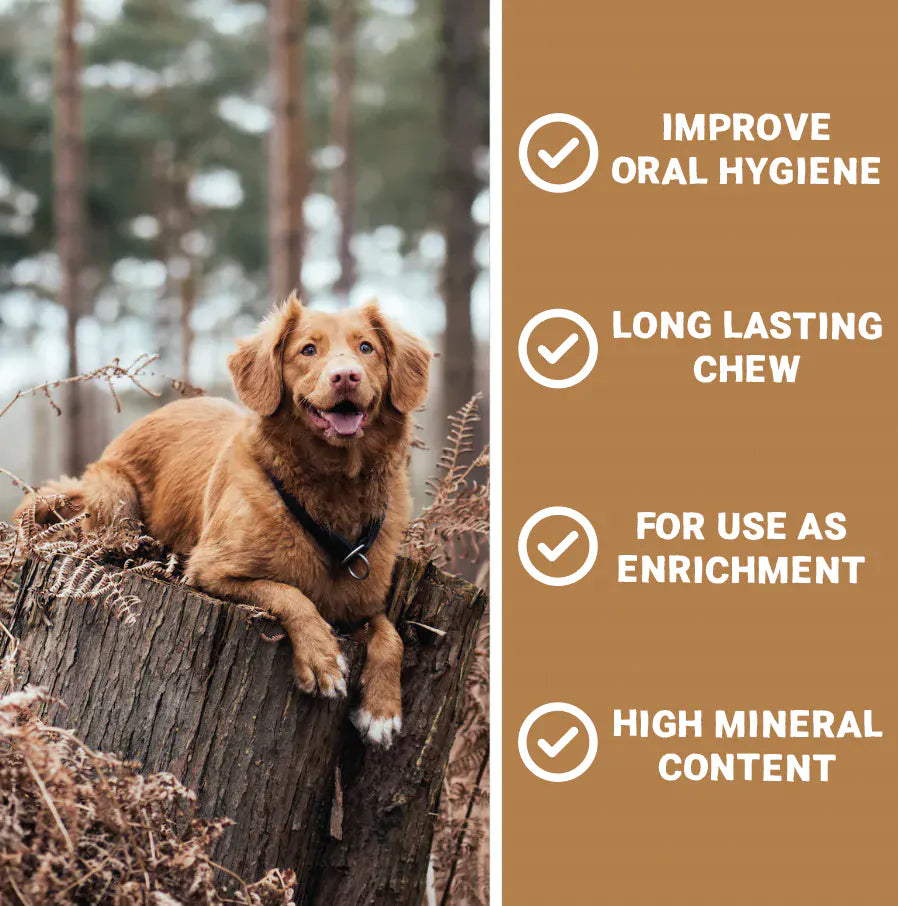Deer Antlers for Dogs