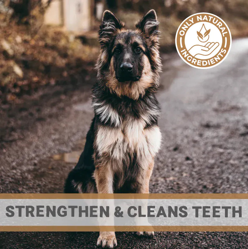 Deer Antlers for Dogs
